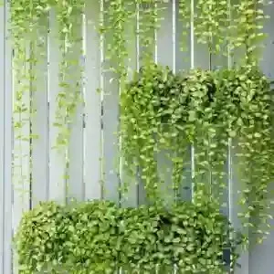 Cây lan hạt dưa leo hàng rào