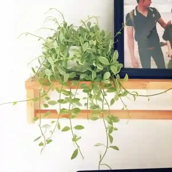 Cây lan hạt dưa treo trang trí phòng khách
