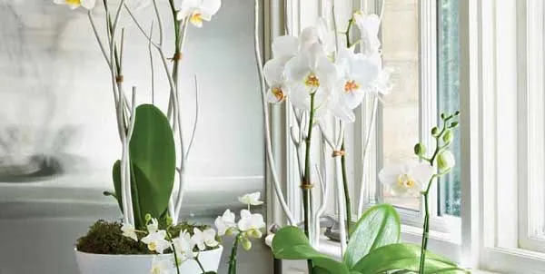 Cây lan hồ điệp màu trắng với các cánh hoa lớn, đặt trên một bệ đá trong nhà vệ sinh thoáng đãng