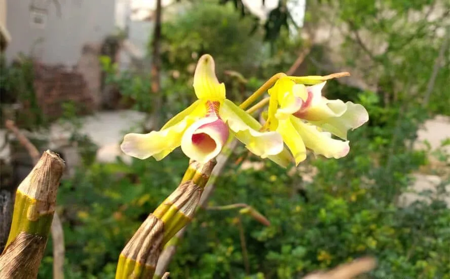 Cây lan hoàng thảo xoắn cho hoa vàng