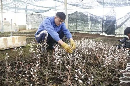 Cây lan kim tuyến được trồng thành từng bụi trong môi trường nhân tạo, tối ưu cho việc bảo tồn và thương mại