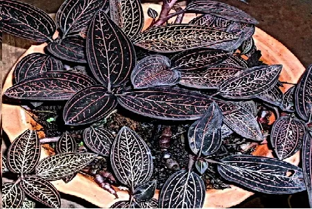 Cây lan kim tuyến sau khi trồng thành công, đang phát triển ổn định với màu lá nâu đỏ đặc trưng