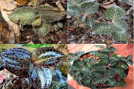 Cây lan kim tuyến tươi được thu hoạch và bảo quản, thể hiện giá trị dược liệu quý hiếm