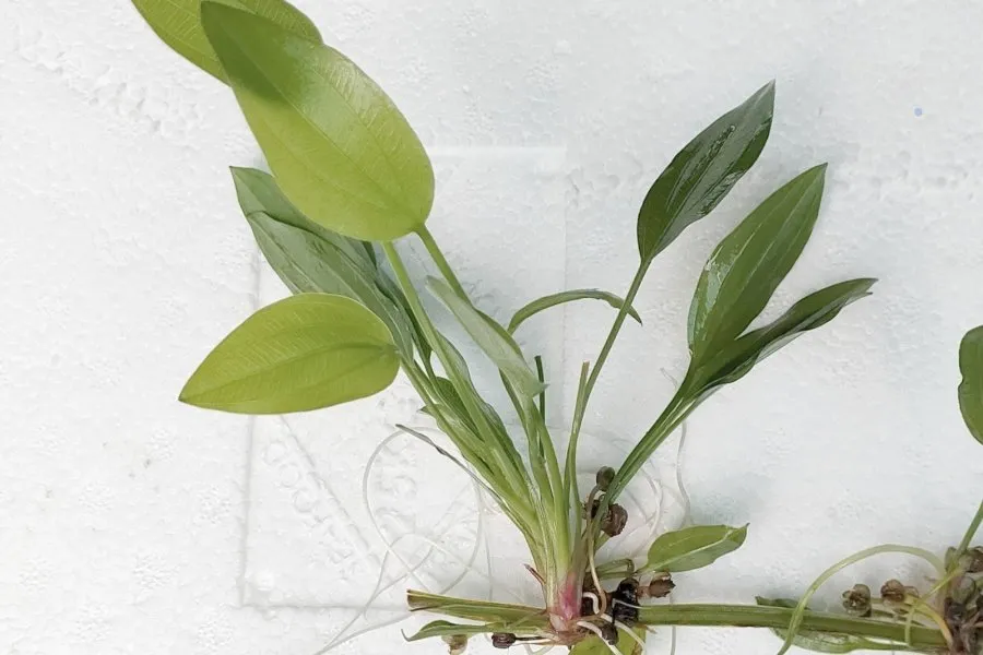 Cây Lan nước con được bày bán trên thị trường, cần lựa chọn kỹ lưỡng để có cây giống khỏe