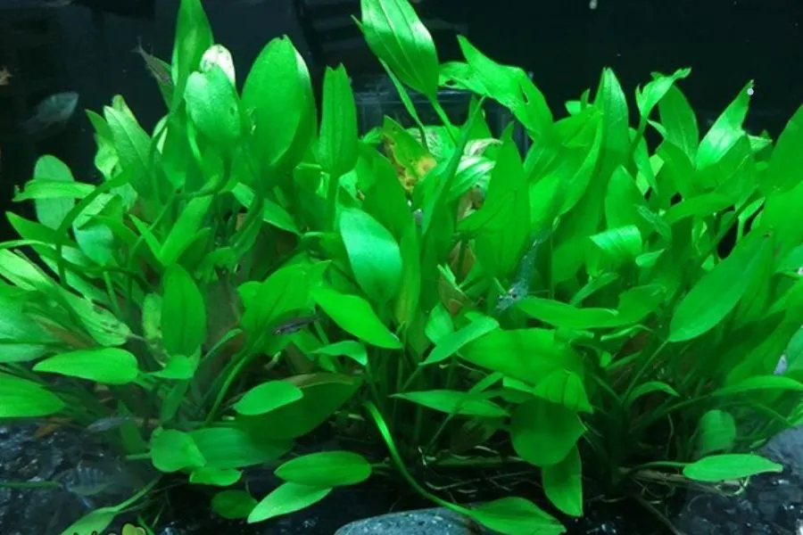 Cây Lan Nước thủy sinh lá xanh đậm, mô tả nguồn gốc và đặc điểm hình thái