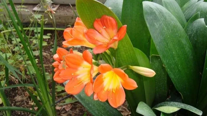 Cây Lan Quân Tử hoa màu cam rực rỡ, tượng trưng cho sự cao quý