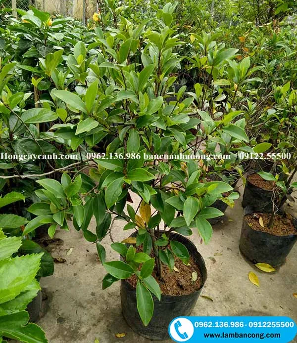 Cây Lan Tiêu loại nhỏ, thích hợp trồng chậu hoặc ban công, yêu cầu kỹ thuật chăm sóc hoa lan tiêu đặc biệt hơn khi trồng giới hạn.