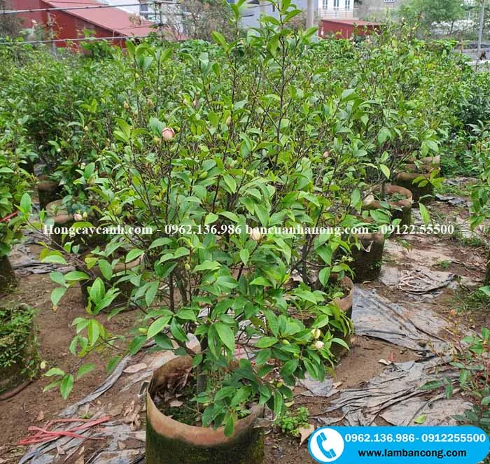 Cây Lan Tiêu loại vừa, cao 1m-1m2, sẵn sàng vận chuyển, là lựa chọn phổ biến cho những ai muốn bắt đầu cách chăm sóc hoa lan tiêu tại nhà.