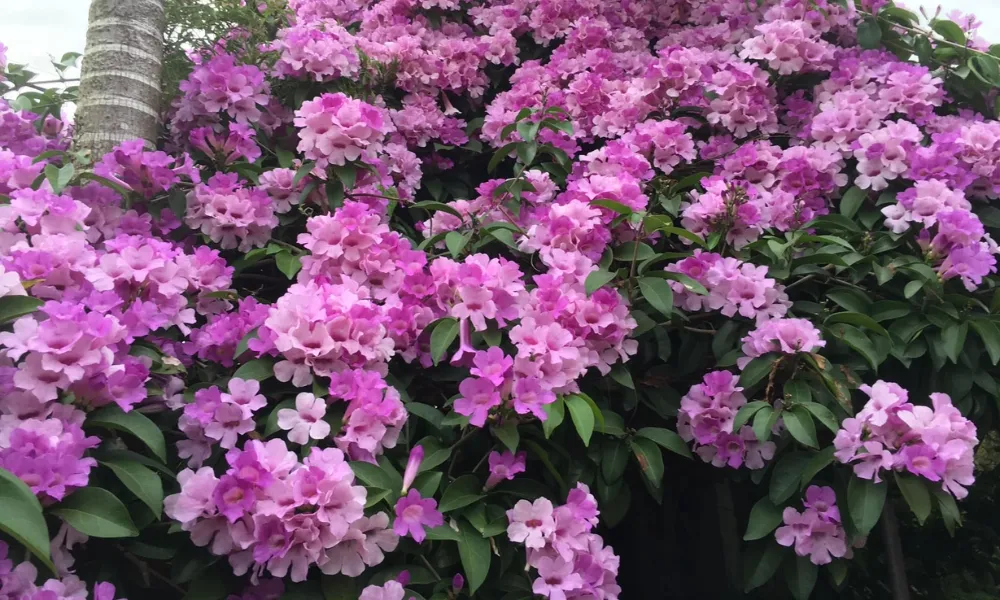 Cây lan tỏi thân leo và hệ thống cành dẻo dai