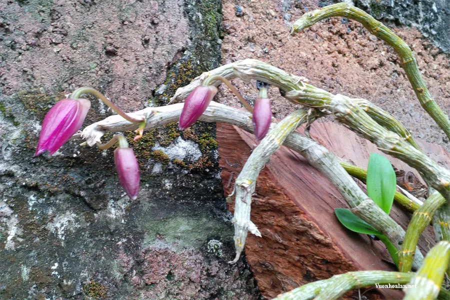 Cây lan trầm đang nở hoa màu tím rực rỡ và có mùi thơm