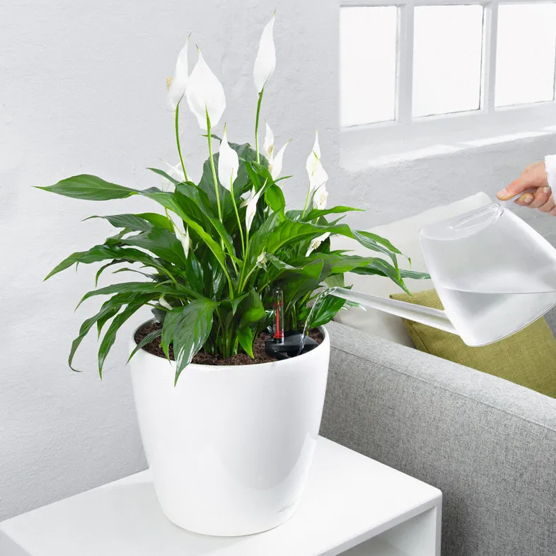 cây lan ý cách chăm sóc