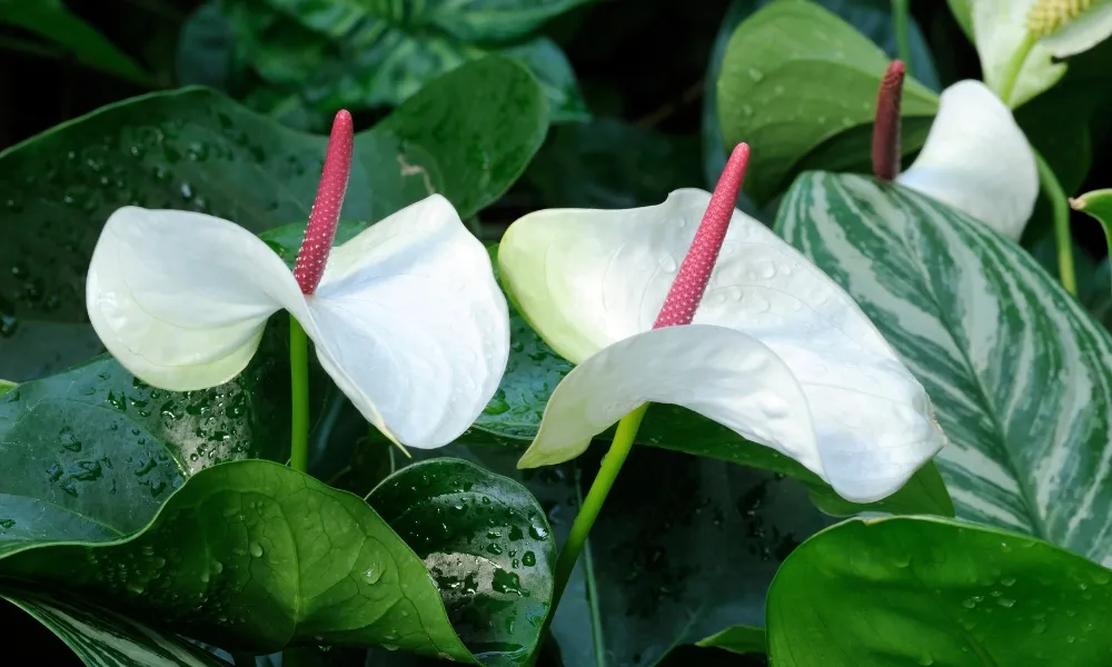 Cây Lan Ý là biểu tượng của sự bình yên, hòa hợp, mang lại nguồn năng lượng tích cực