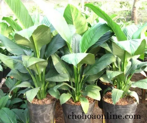 Cây Lan Ý Mỹ được trồng trong chậu sứ trắng tạo điểm nhấn sang trọng cho không gian nội thất