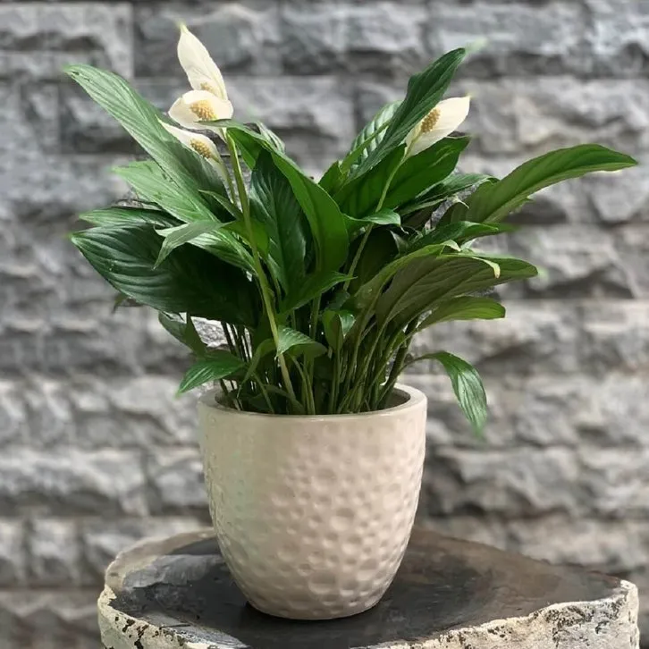 Cây Lan Ý sau khi tách bụi được trồng vào chậu đất tơi xốp, sẵn sàng cho giai đoạn phát triển mới