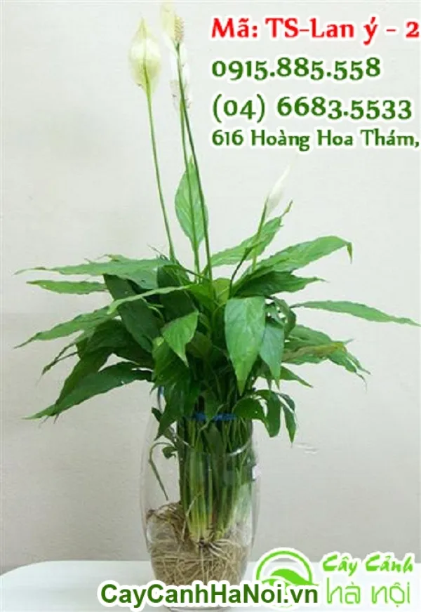 Cây Lan Ý trồng trong chậu sứ trắng đẹp mắt đặt trong nhà