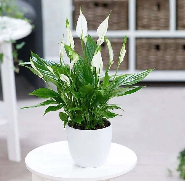 Cây Lan Ý với hoa màu trắng thanh lịch, giúp người mệnh Kim giải tỏa căng thẳng và thu hút niềm vui