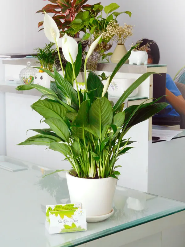 Cây Lan Ý với hoa trắng tinh khôi, không chỉ đẹp mà còn loại bỏ nhiều hóa chất độc hại trong không khí.