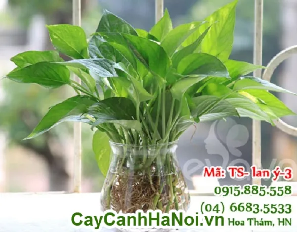 Cây Lan Ý với lá to, xanh tốt đặt bên cạnh một thiết bị điện tử, minh họa khả năng lọc sóng