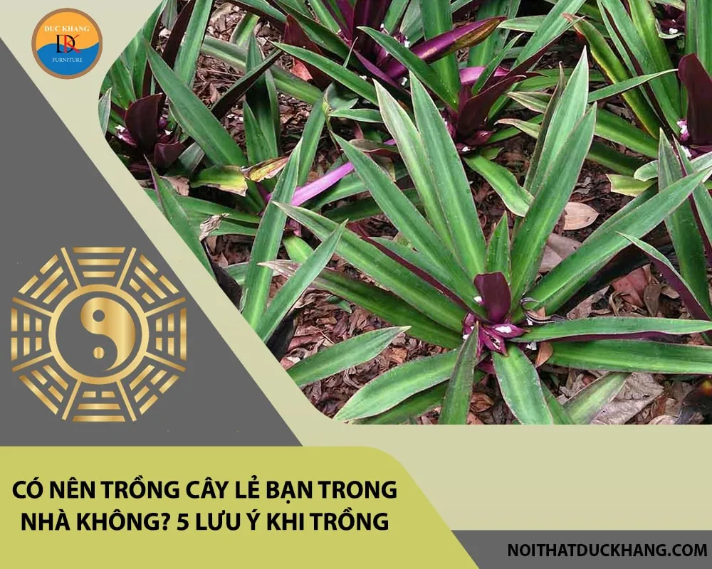 Cây lẻ bạn phát triển tốt trong chậu cảnh, cần chăm sóc tưới nước và bón phân định kỳ