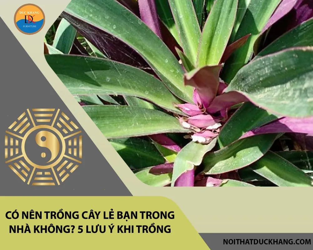 Cây lẻ bạn (thài lài tía) với lá xanh tím được trồng trong chậu sứ trắng trang trí nội thất