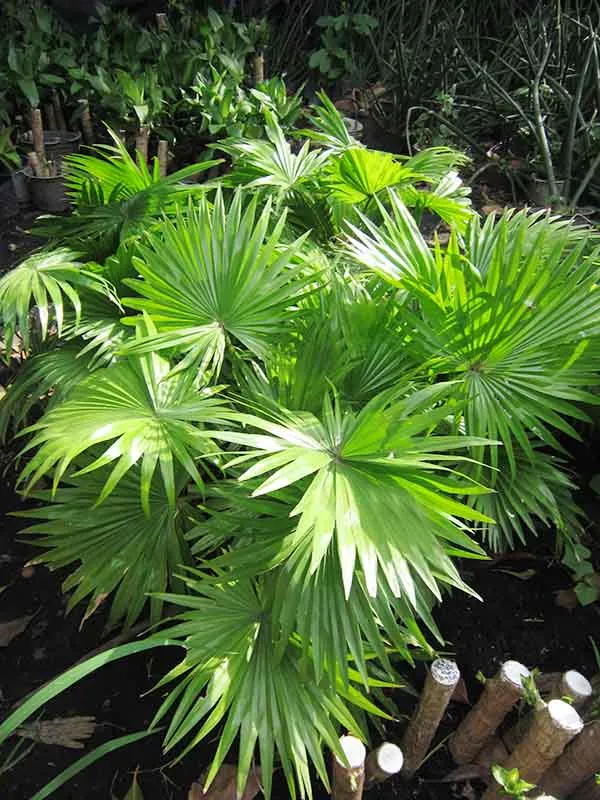 Cây leo giàn trang trí cho khu vườn thêm sinh động