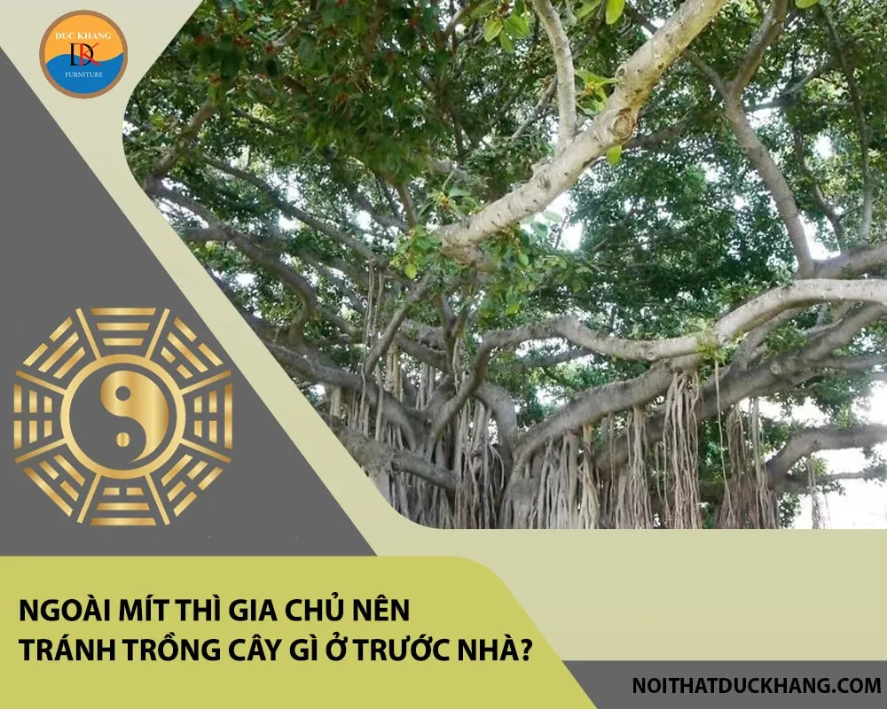 Cây liễu có cành rủ xuống, thường bị kiêng kỵ trồng trước cửa nhà vì ý nghĩa phong thủy.