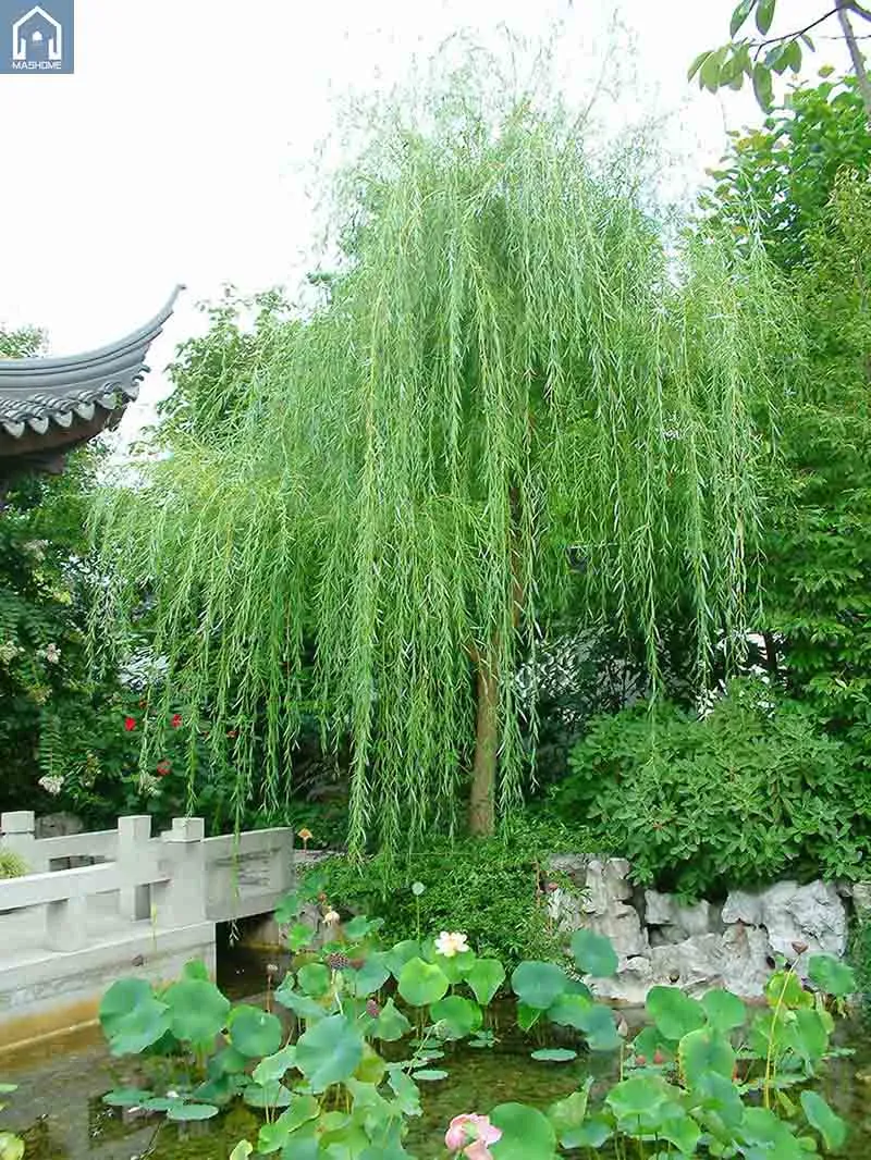 Cây liễu là một trong những cây không nên trồng trước nhà vì ý nghĩa thất thoát