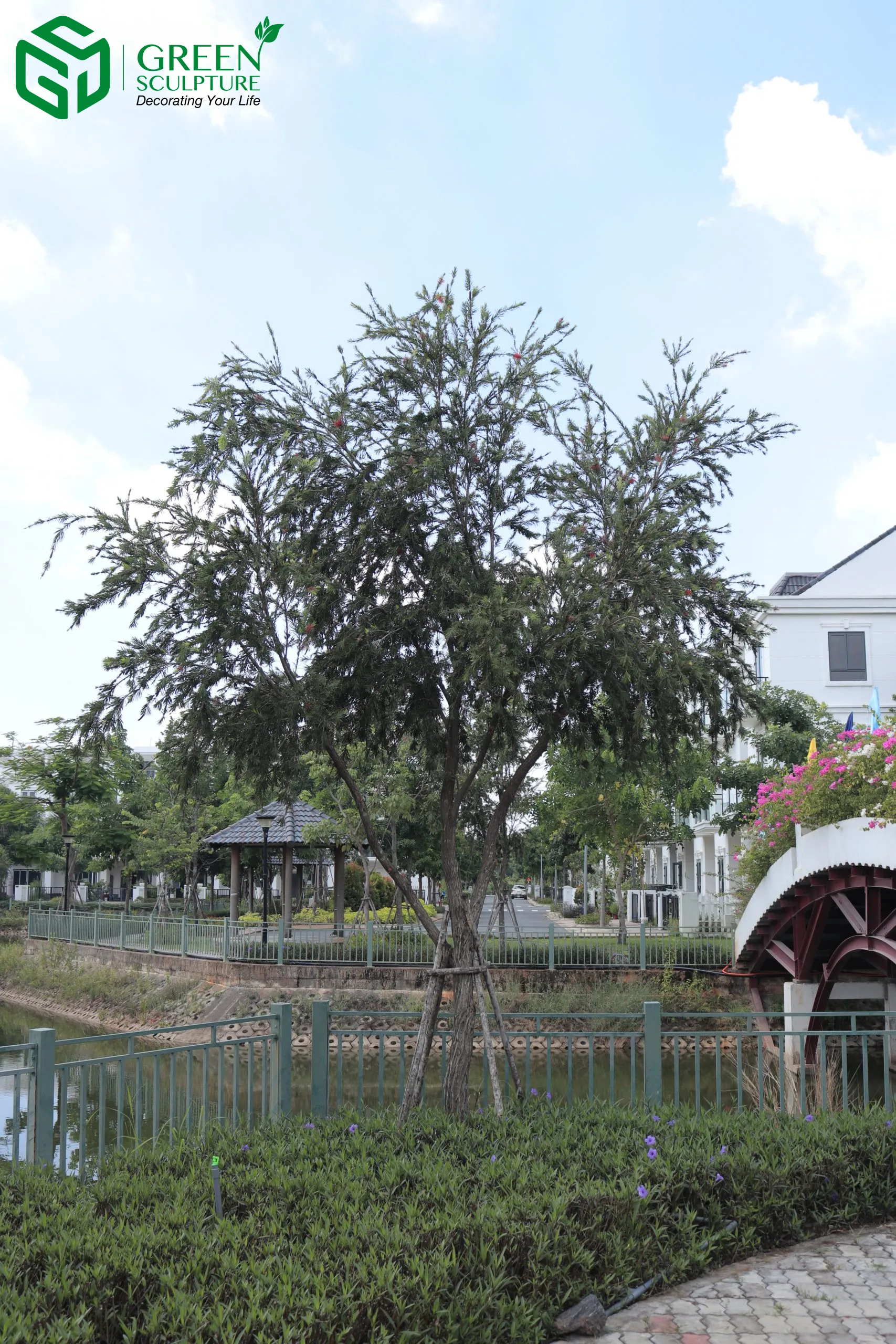 Cây Liễu, một loại cây mềm mại nhưng mang ý nghĩa lận đận, được khuyên không nên trồng trước cổng nhà