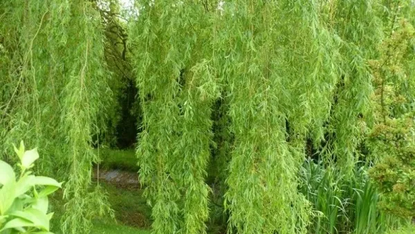 Cây Liễu với dáng rủ mềm mại nhưng lại tượng trưng cho âm khí và sự phân tán năng lượng tốt