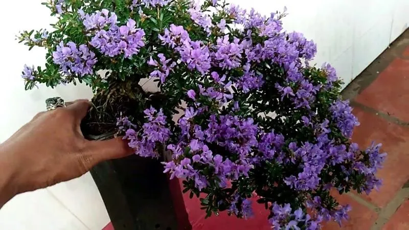 Cây linh sam đang ra hoa màu tím, tượng trưng cho sự dẻo dai và may mắn trong phong thủy