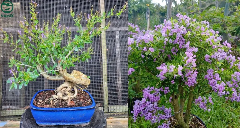 Cây Linh Sam được tạo dáng bonsai tinh xảo, thể hiện nét đẹp nghệ thuật của thiên nhiên