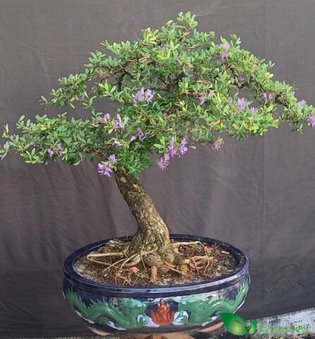 Cách Chăm Sóc Cây Linh Sam Ra Hoa Chi Tiết Từ A Đến Z