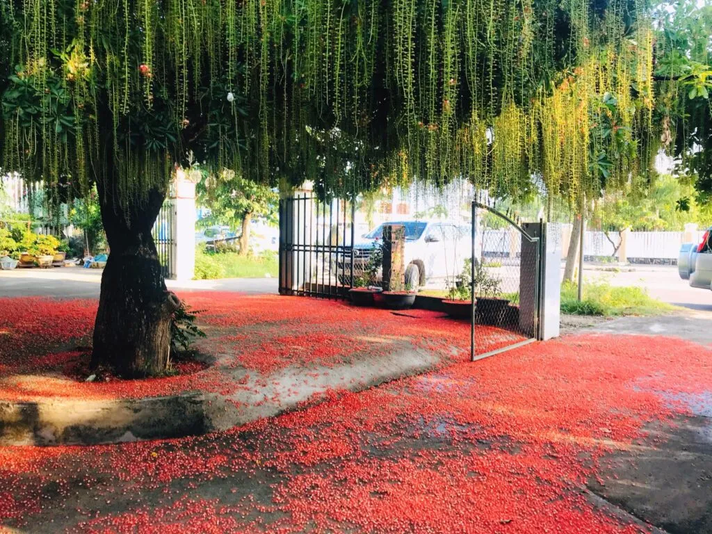 Cây Lộc Vừng: Biểu Tượng Của Tài Lộc và Cây Cảnh Phong Thủy