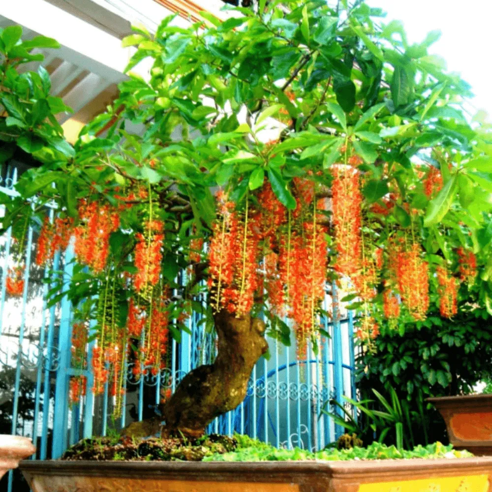 Cây Lộc Vừng bonsai được trồng trong chậu truyền thống