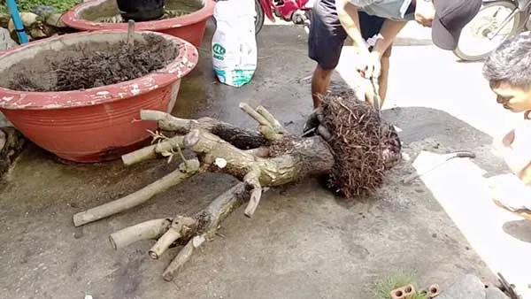 Cây lộc vừng mới bứng sau khi cắt tỉa và bó bầu rễ cẩn thận