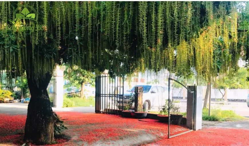 Cây Lộc Vừng nở hoa rực rỡ, chiêu tài lộc trước nhà