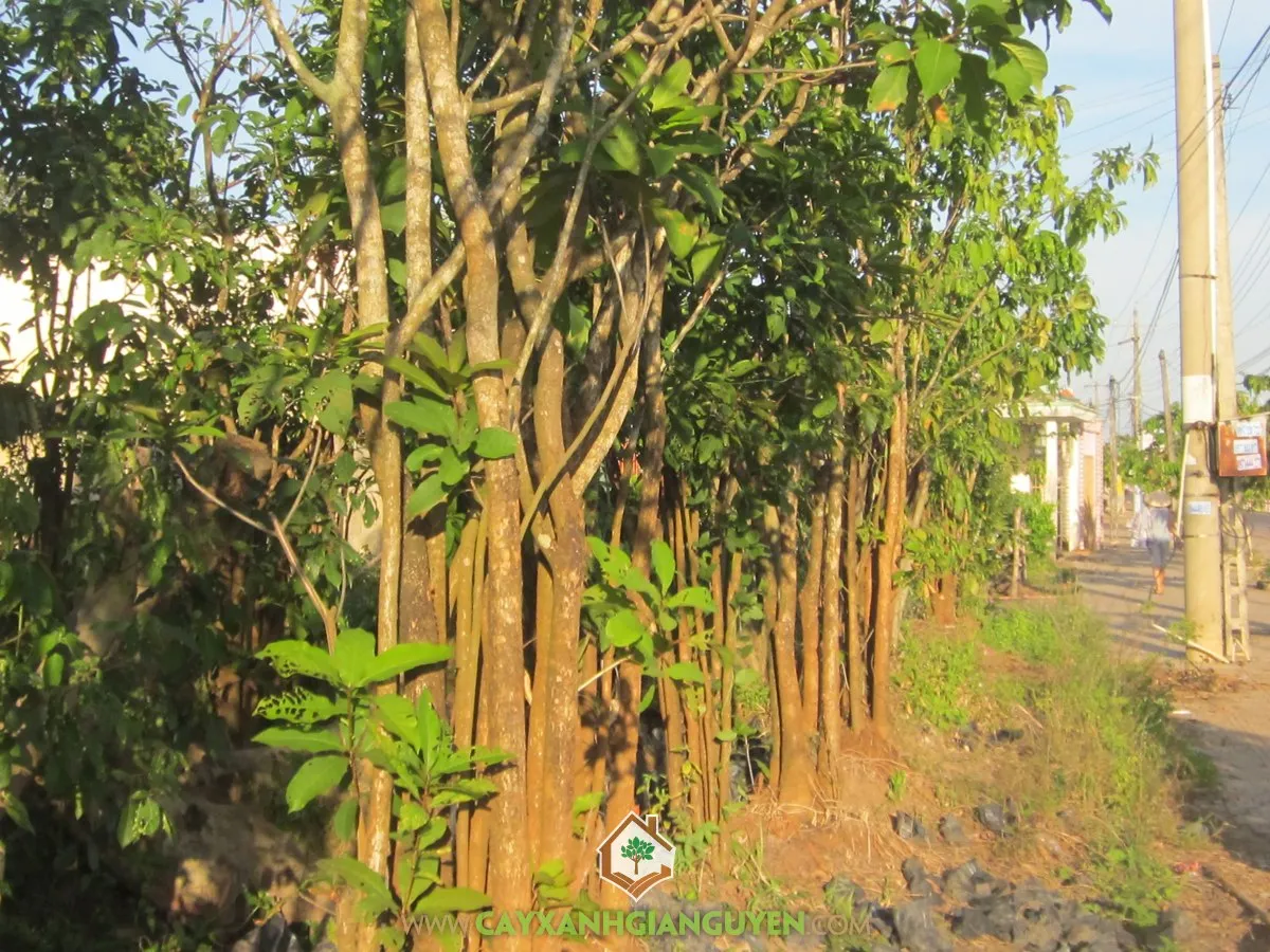 Cây Lộc Vừng non được chăm sóc trong bầu đất tại vườn ươm