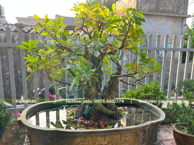 Cách Trồng Cây Lộc Vừng Con Đạt Chuẩn Bonsai Ba Miền
