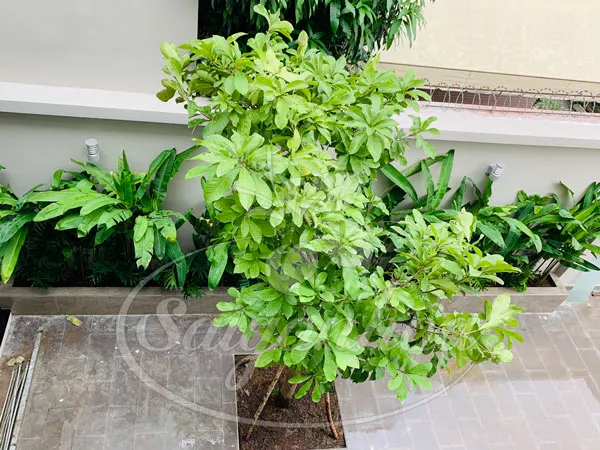 Cây lộc vừng thân lớn trồng ở sân trước nhà phố đón nắng hướng Tây