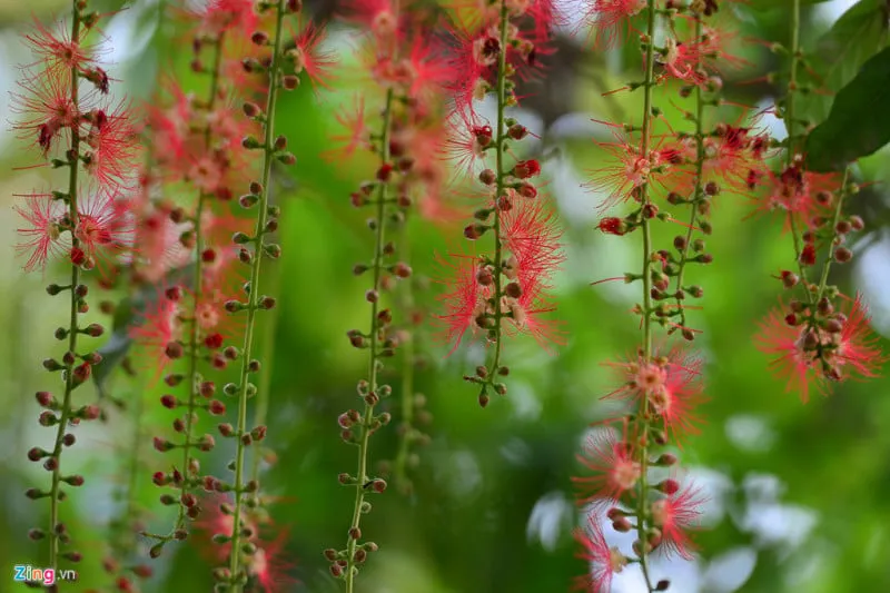 Cây lộc vừng trồng chậu lớn đặt trang trọng trước cửa nhà, hoa đỏ rủ xuống