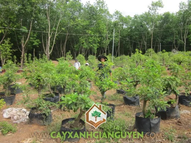 Cây Lộc Vừng trồng trong chậu lớn được đặt ở vị trí sân vườn thoáng đãng