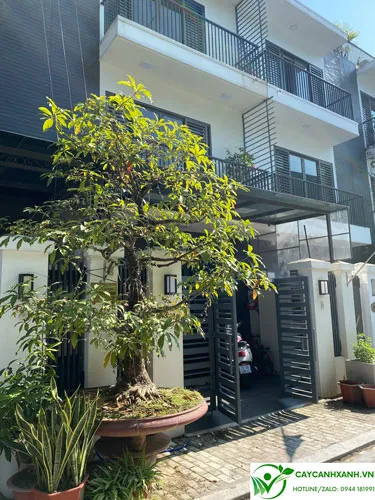 Cây lộc vừng trồng trước cửa nhà đem lại tài lộc và vượng khí