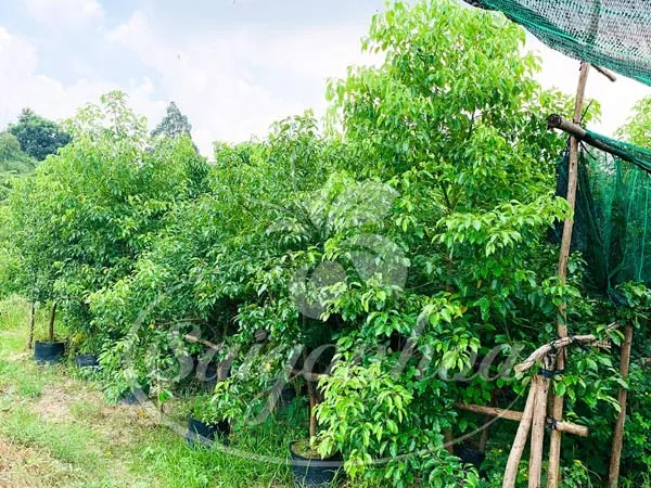 Cây Long Não trưởng thành được trồng thành hàng, tối ưu hóa khả năng chắn sáng và giảm thiểu khói bụi