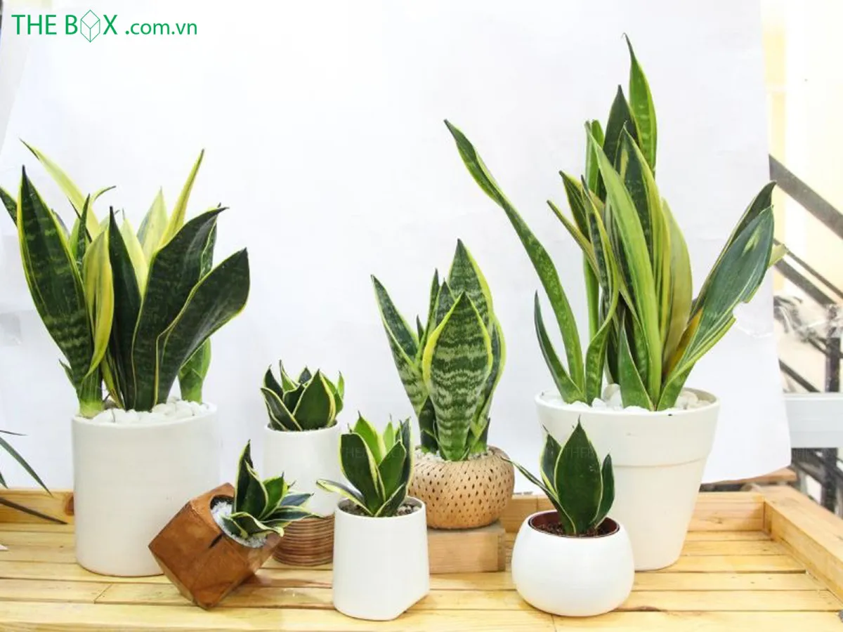 Cây Lưỡi Hổ có chứa độc tố Sapogenin, có thể gây rối loạn tiêu hóa