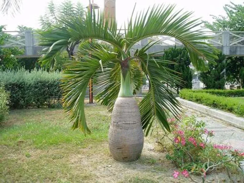 Cây Lưỡi Hổ dễ trồng, có khả năng lọc không khí và mang ý nghĩa phong thủy bảo vệ