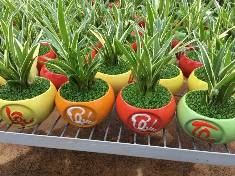 Cây Lưỡi Hổ, giải pháp tuyệt vời cho việc lọc không khí độc hại trong nhà