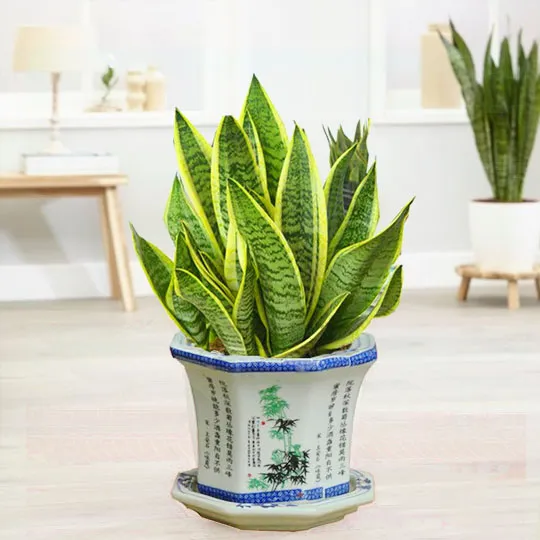 Cây Lưỡi Hổ là cây phong thủy nên trồng trong nhà giúp người mệnh Thổ tăng cường sức khỏe