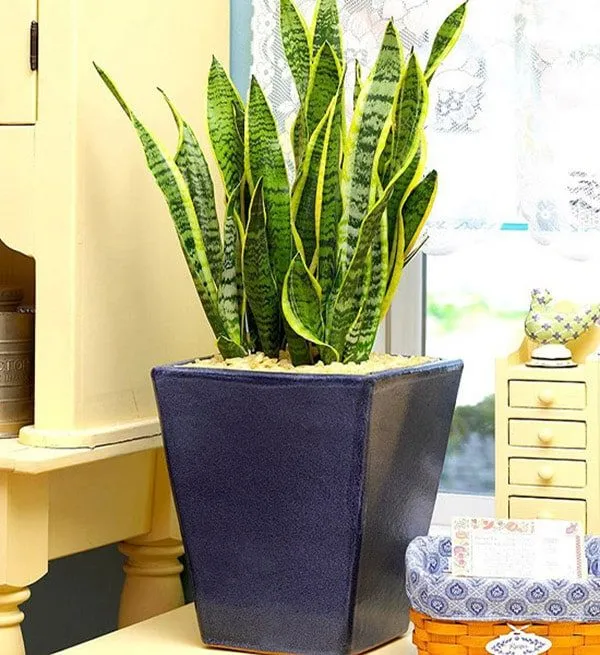 Cây Lưỡi Hổ là một trong các loại cây tốt nên trồng trong nhà vì khả năng lọc không khí tuyệt vời, hoạt động cả vào ban đêm.