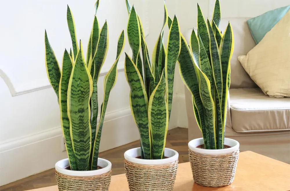 Cây lưỡi hổ là một ví dụ điển hình cho cây cảnh trồng trong chậu, dễ chăm sóc và thanh lọc không khí
