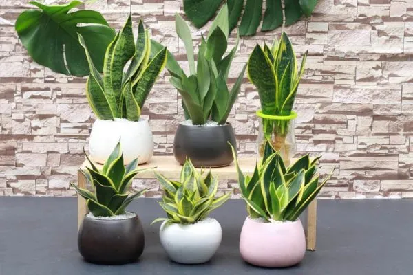 Cây lưỡi hổ lùn trồng trong chậu đất sét, lá xanh viền vàng và cây con tách bụi